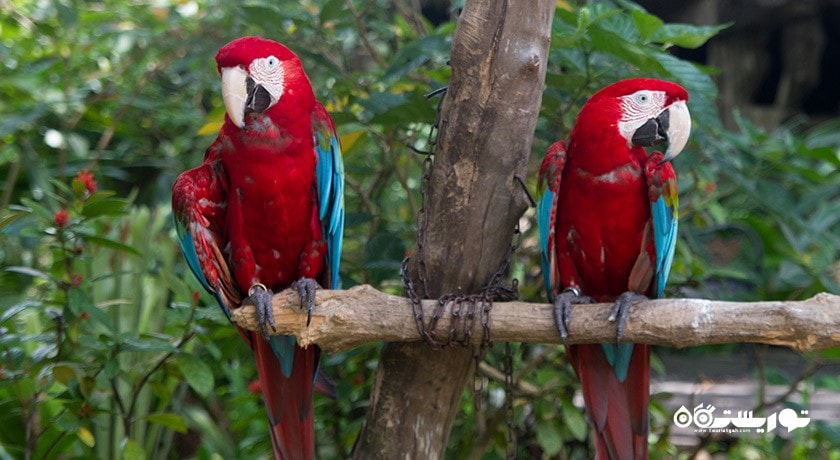 سرگرمی پارک پروانه ها و قلمرو حشرات شهر سنگاپور کشور سنگاپور