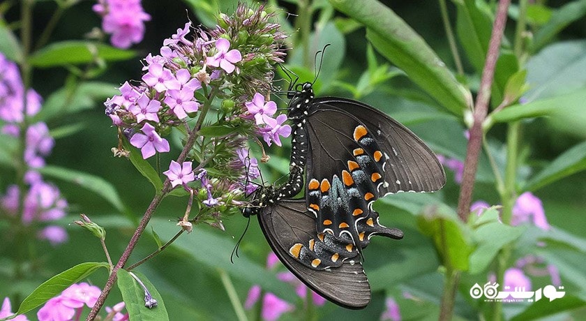 سرگرمی پارک پروانه ها و قلمرو حشرات شهر سنگاپور کشور سنگاپور