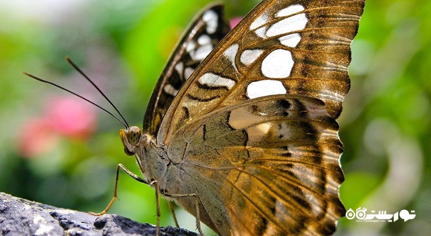 سرگرمی پارک پروانه ها و قلمرو حشرات شهر سنگاپور کشور سنگاپور