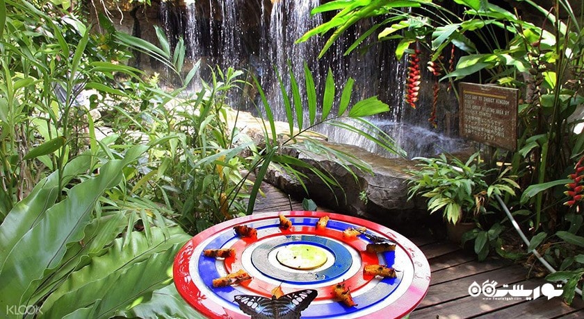 سرگرمی پارک پروانه ها و قلمرو حشرات شهر سنگاپور کشور سنگاپور