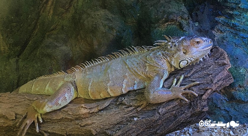  موزه طبیعت و حیات وحش دارآباد شهرستان تهران استان تهران