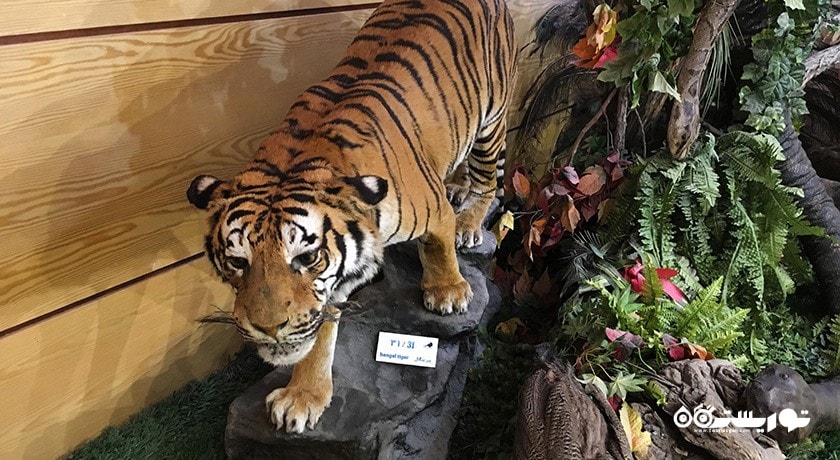  موزه طبیعت و حیات وحش دارآباد شهرستان تهران استان تهران