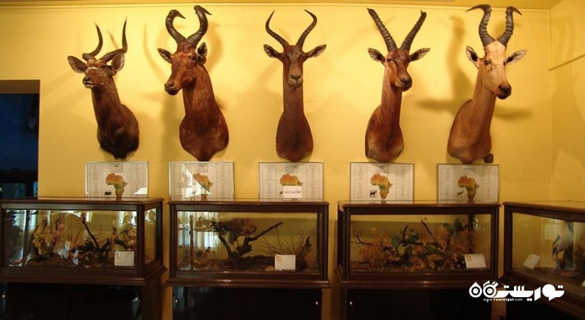  موزه طبیعت و حیات وحش دارآباد شهرستان تهران استان تهران