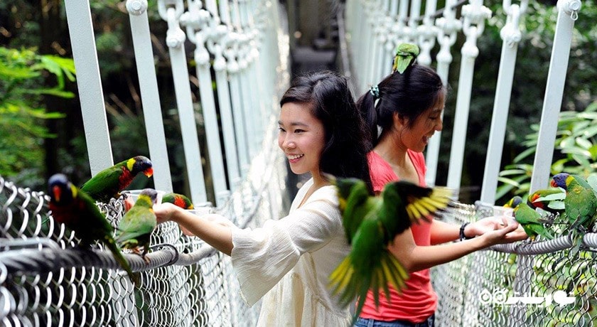 سرگرمی باغ پرندگان جورونگ شهر سنگاپور کشور سنگاپور