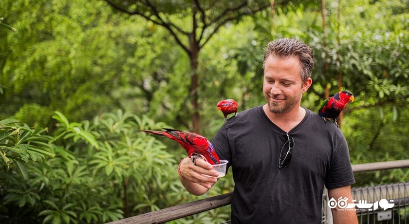 سرگرمی باغ پرندگان جورونگ شهر سنگاپور کشور سنگاپور