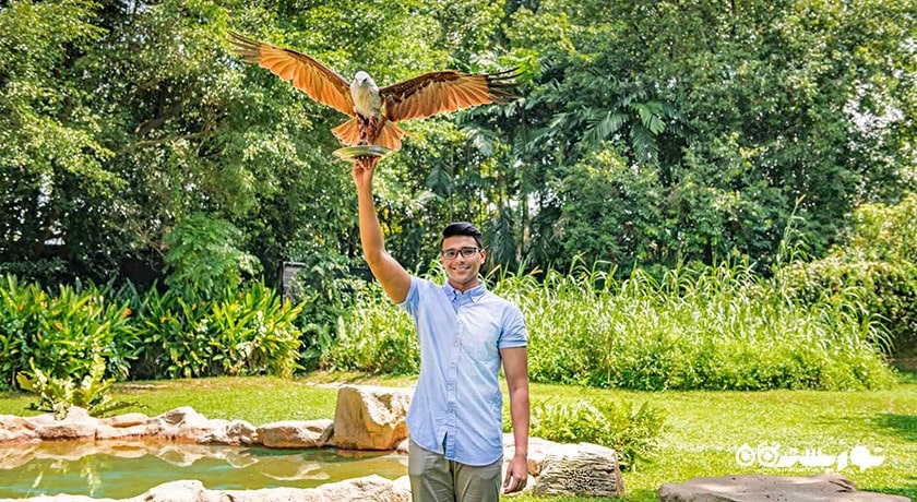 سرگرمی باغ پرندگان جورونگ شهر سنگاپور کشور سنگاپور