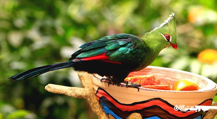 سرگرمی باغ پرندگان جورونگ شهر سنگاپور کشور سنگاپور