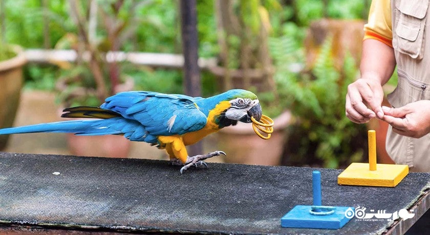 سرگرمی باغ پرندگان جورونگ شهر سنگاپور کشور سنگاپور