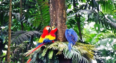 سرگرمی باغ پرندگان جورونگ شهر سنگاپور کشور سنگاپور