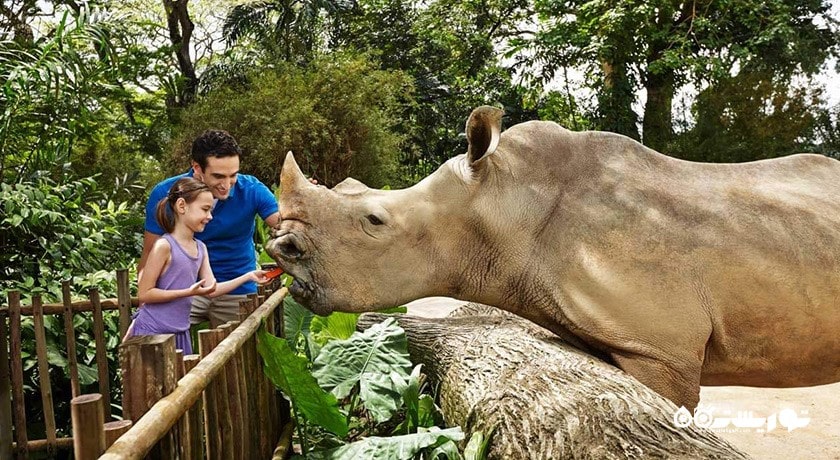 سرگرمی باغ وحش سنگاپور شهر سنگاپور کشور سنگاپور