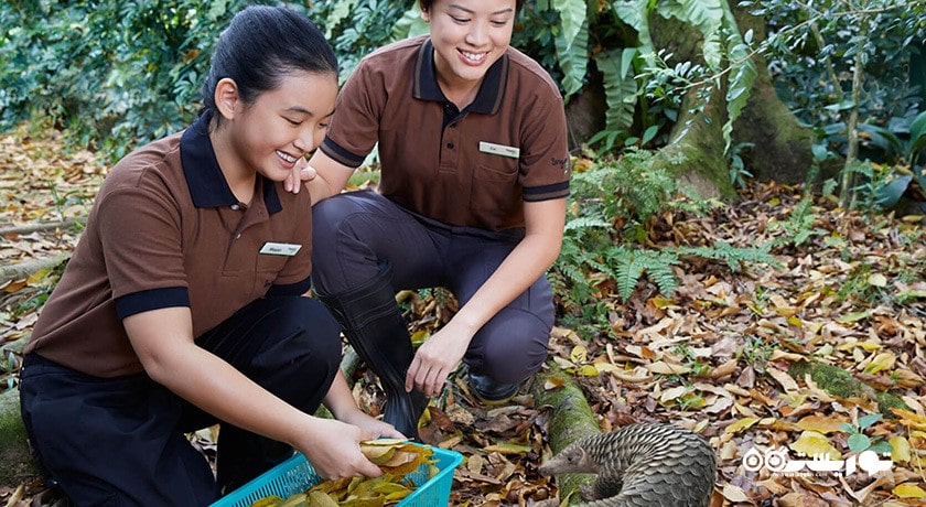 سرگرمی باغ وحش سنگاپور شهر سنگاپور کشور سنگاپور