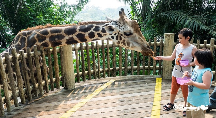 سرگرمی باغ وحش سنگاپور شهر سنگاپور کشور سنگاپور