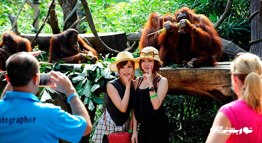 سرگرمی باغ وحش سنگاپور شهر سنگاپور کشور سنگاپور