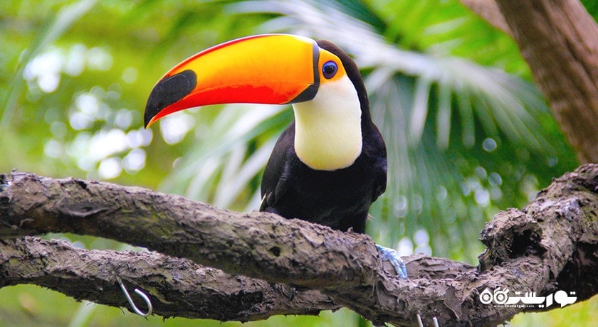 سرگرمی باغ وحش سنگاپور شهر سنگاپور کشور سنگاپور