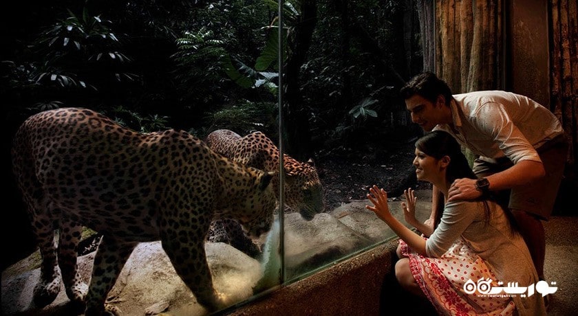 سرگرمی نایت سافاری شهر سنگاپور کشور سنگاپور