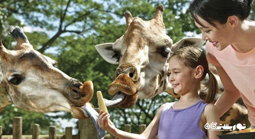 سرگرمی نایت سافاری شهر سنگاپور کشور سنگاپور