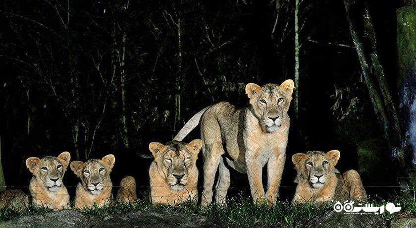 سرگرمی نایت سافاری شهر سنگاپور کشور سنگاپور