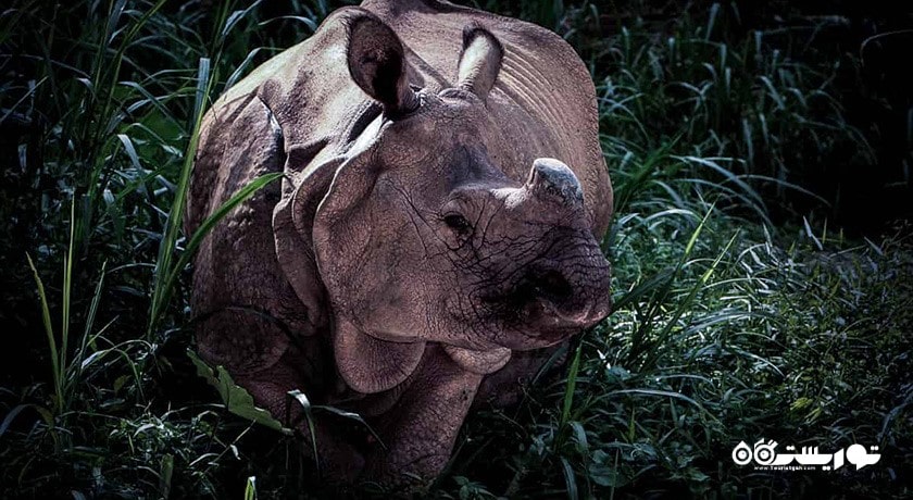 سرگرمی نایت سافاری شهر سنگاپور کشور سنگاپور