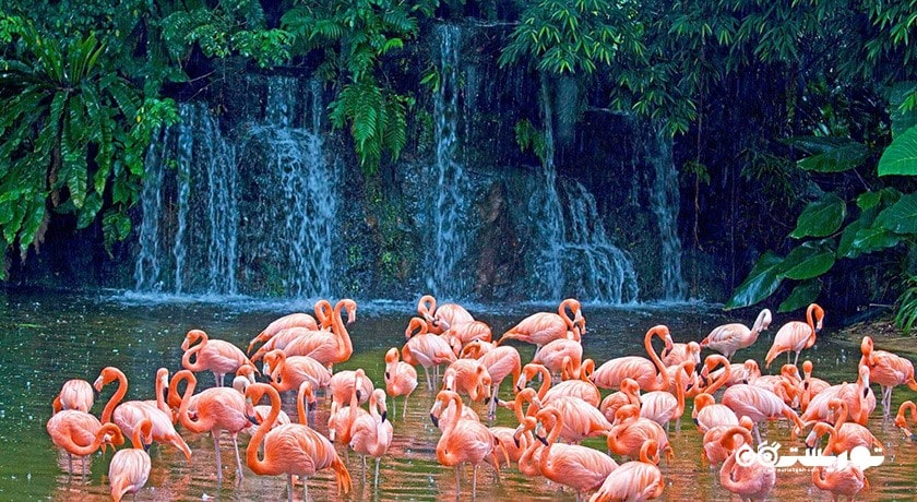 سرگرمی ریور سافاری شهر سنگاپور کشور سنگاپور