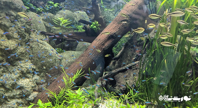 سرگرمی ریور سافاری شهر سنگاپور کشور سنگاپور