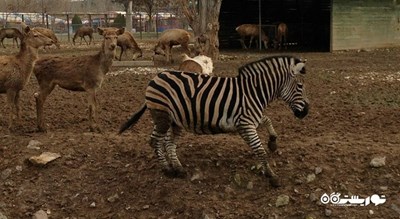 باغ وحش و مزرعه جنگلی آتاتورک -  شهر آنکارا