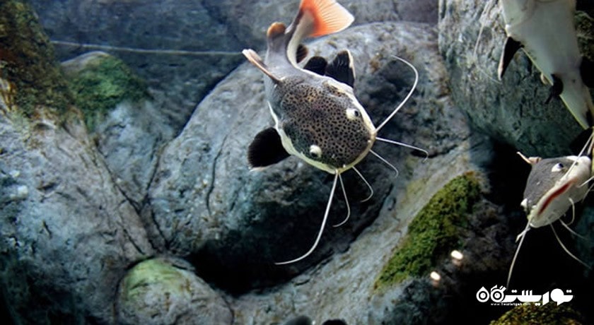 آکواریوم آکوا وگا -  شهر آنکارا