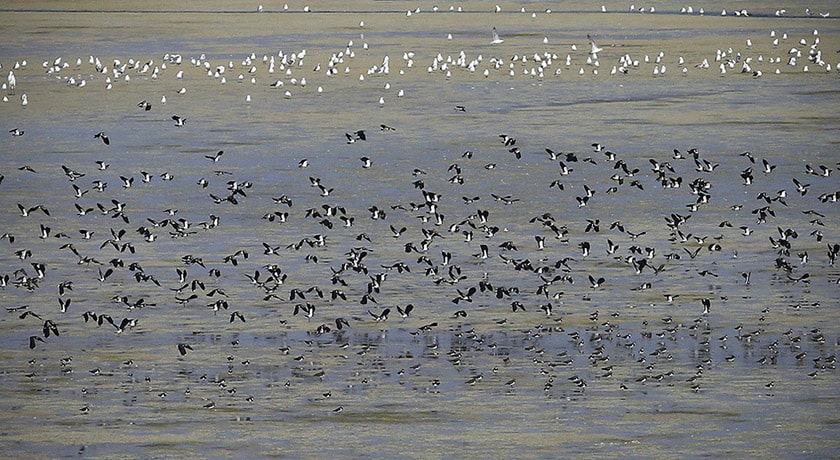  تالاب عشق آباد شهرستان تهران استان تهران