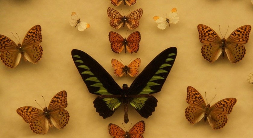 باغ موزه پروانه ها -  شهر اصفهان