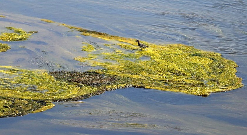  تالاب گاوخونی شهرستان اصفهان استان اصفهان