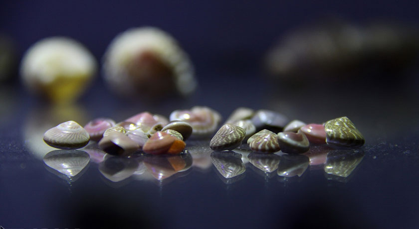 موزه صدف اصفهان -  شهر اصفهان