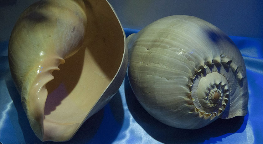 موزه صدف اصفهان -  شهر اصفهان