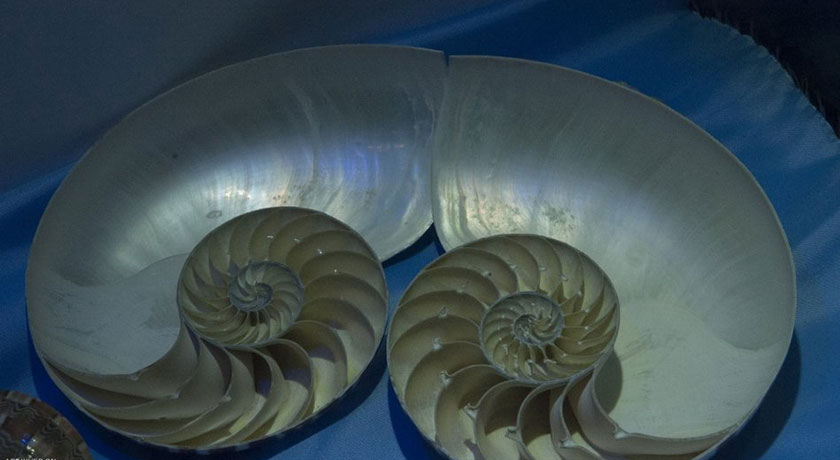 موزه صدف اصفهان -  شهر اصفهان