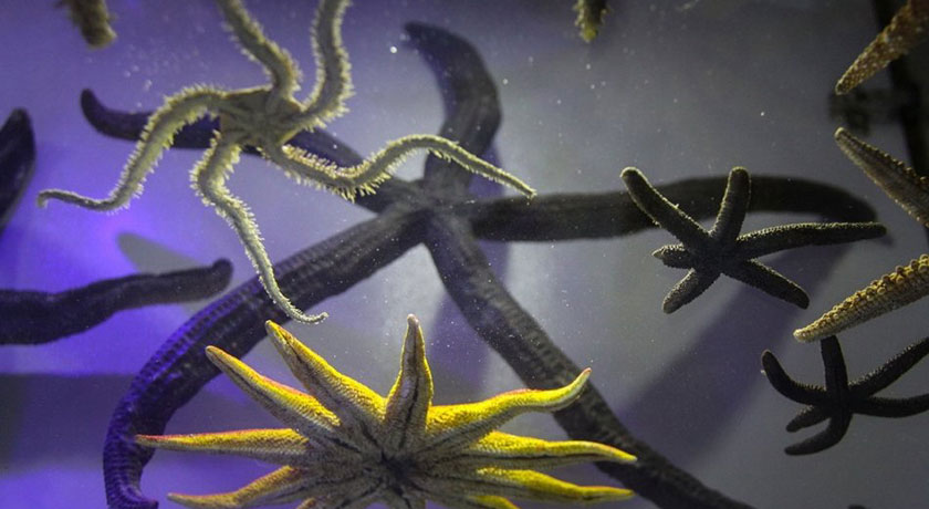  موزه صدف اصفهان شهرستان اصفهان استان اصفهان