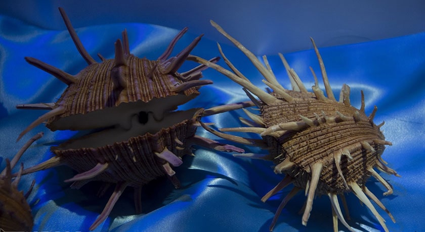  موزه صدف اصفهان شهرستان اصفهان استان اصفهان