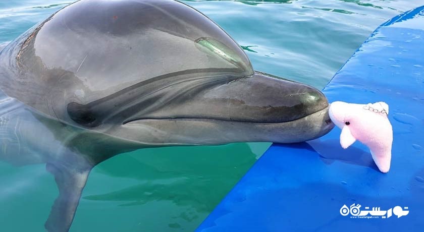 سرگرمی دلفین لند شهر ترکیه کشور مارماریس