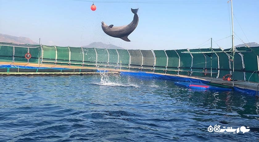 سرگرمی دلفین لند شهر ترکیه کشور مارماریس