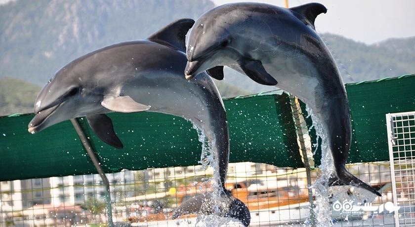 سرگرمی دلفین لند شهر ترکیه کشور مارماریس