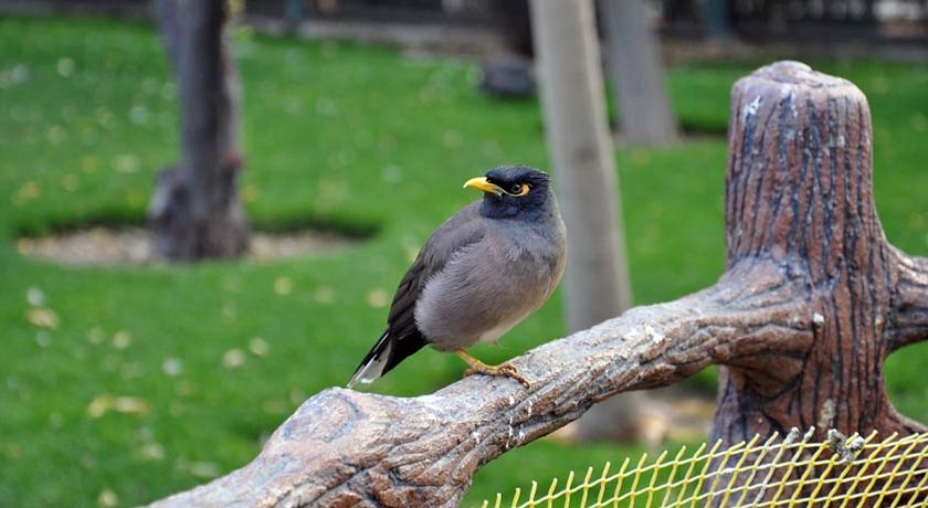  باغ پرندگان اصفهان شهر اصفهان استان اصفهان