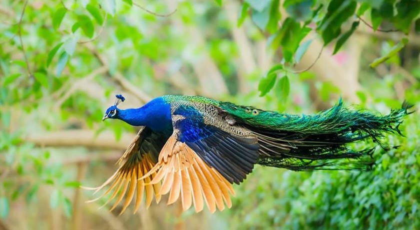  باغ پرندگان اصفهان شهر اصفهان استان اصفهان