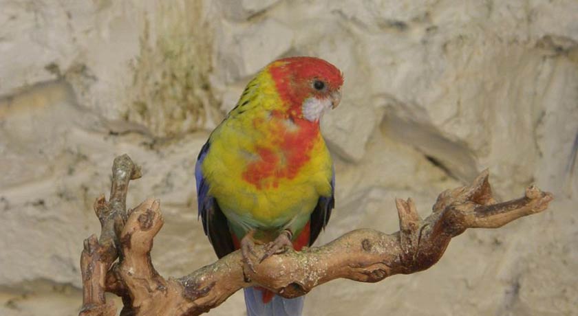  باغ پرندگان اصفهان شهر اصفهان استان اصفهان