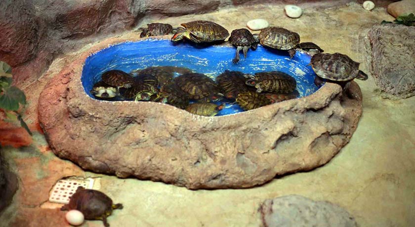 باغ خزندگان -  شهر اصفهان