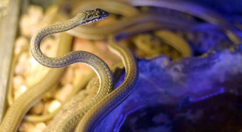 باغ خزندگان -  شهر اصفهان