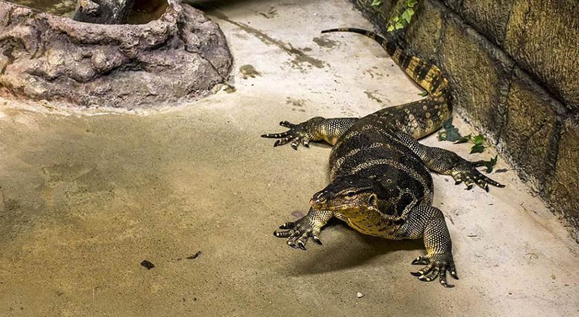  باغ خزندگان شهر اصفهان استان اصفهان