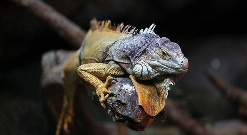 باغ خزندگان -  شهر اصفهان