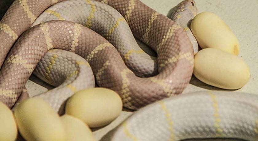  باغ خزندگان شهر اصفهان استان اصفهان