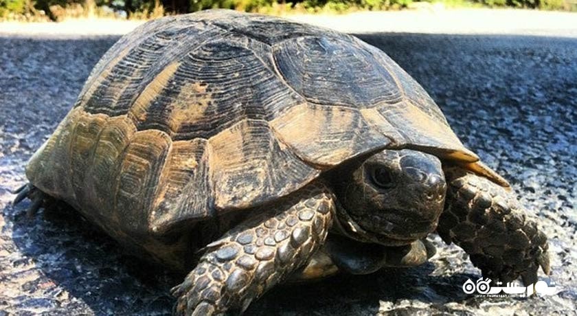 سرگرمی ساحل ماهموتلار شهر ترکیه کشور آلانیا