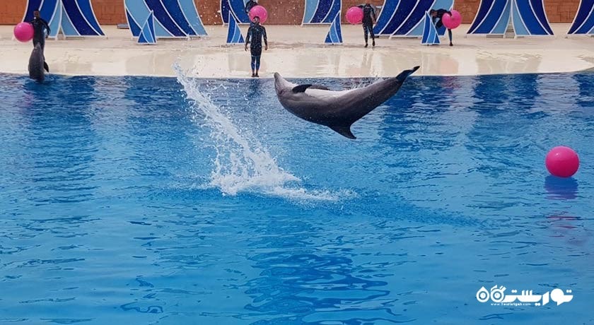 سرگرمی پارک دلفین سیلانیا شهر ترکیه کشور آلانیا