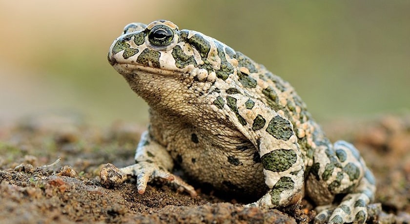  پارک ملی خجیر شهر تهران استان تهران
