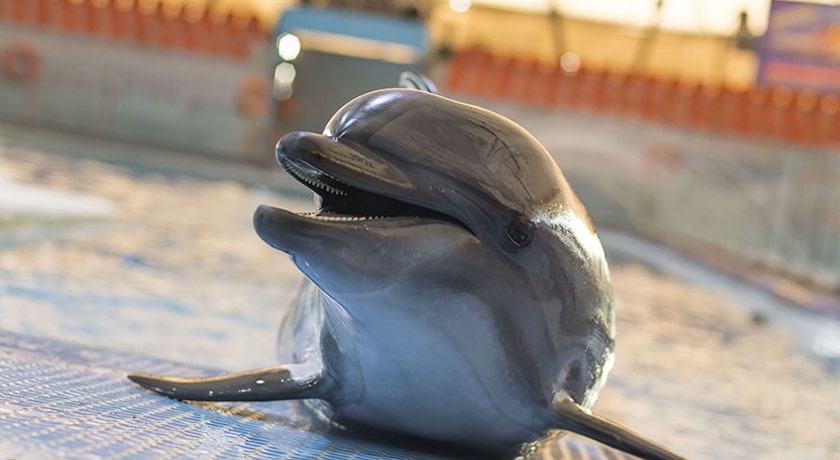  دلفیناریوم برج میلاد شهر تهران استان تهران