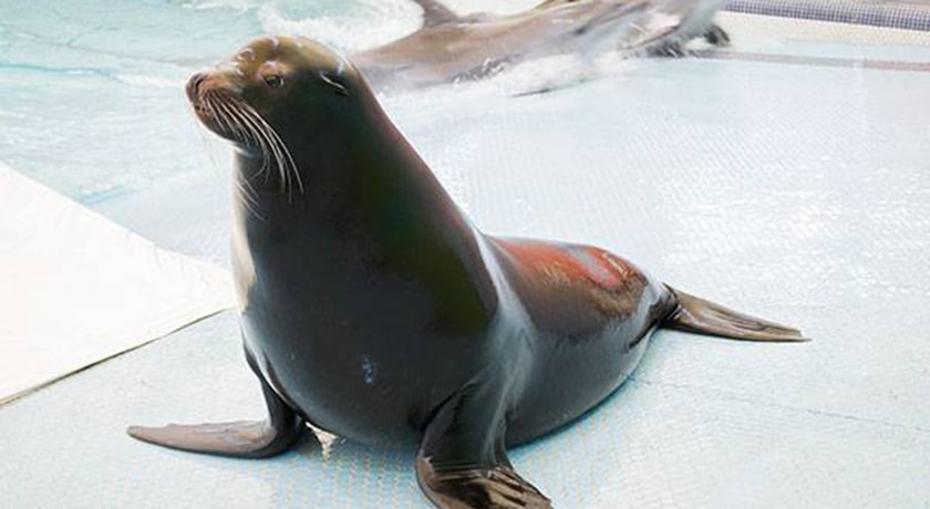  دلفیناریوم برج میلاد شهر تهران استان تهران